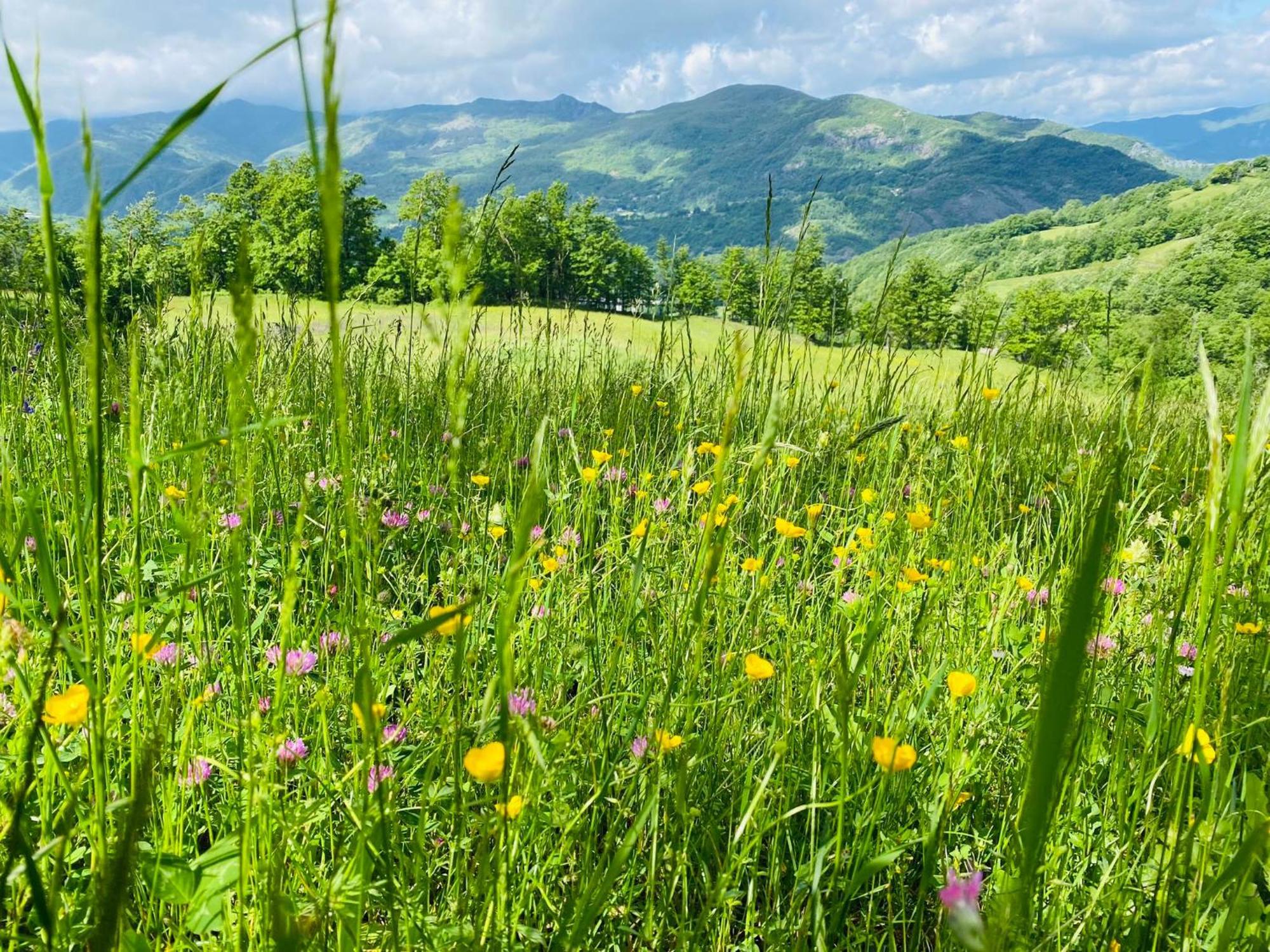 La Lupa E L'Orso Bed & Breakfast Berceto Exterior photo